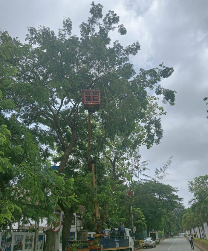 झाडांखाली