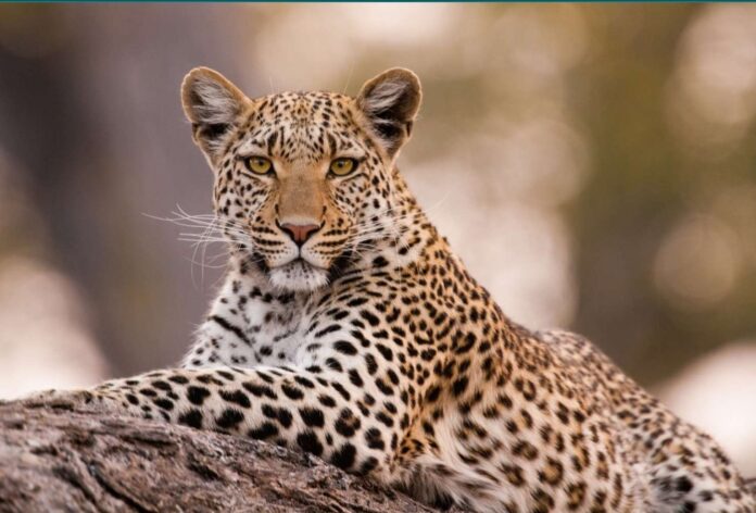 बिबट्या