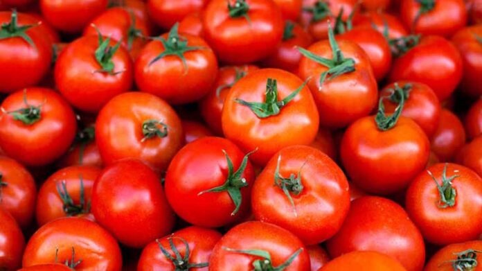 Tomato टोमॅटो
