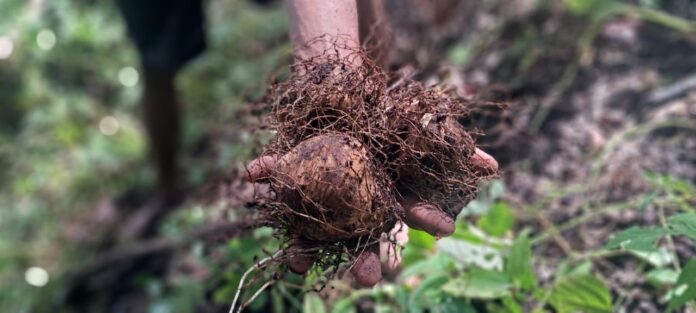 नंदुरबार